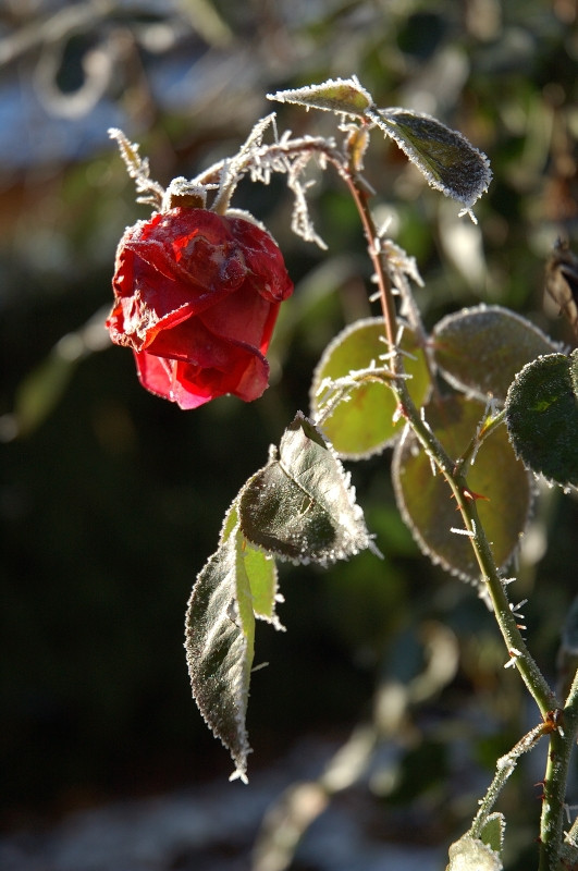 Rose erfroren